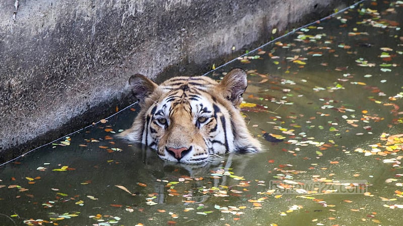 A Royal Bengal Tiger rests by partially submerging its body in the water amid oppressive heat at the National Zoo in Dhaka’s Mirpur on Sunday, Apr 16, 2023. Photo: Asif Mahmud Ove