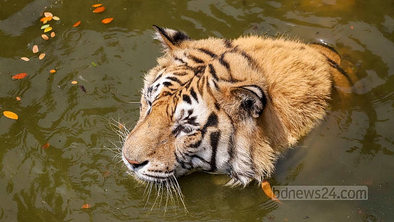 A Royal Bengal Tiger rests by partially submerging itself in the water amid oppressive heat at the National Zoo in Dhaka’s Mirpur on Sunday, Apr 16, 2023. Photo: Asif Mahmud Ove
