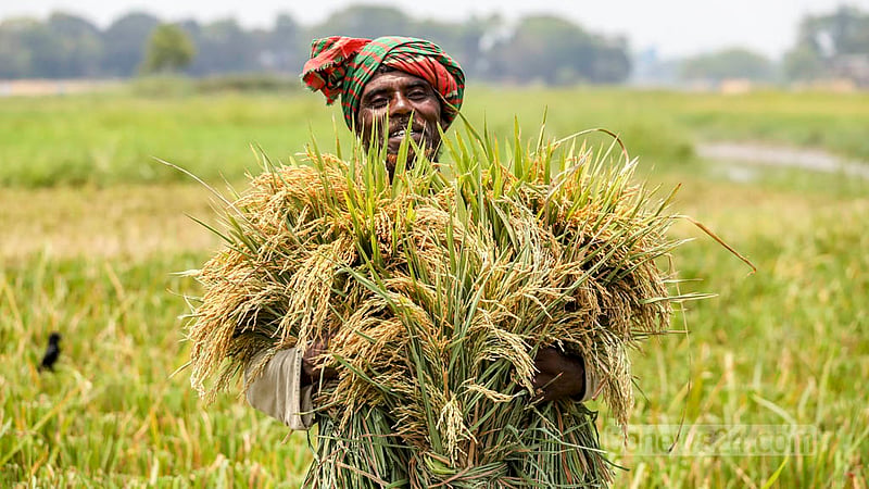 A farm labourer holds harvested paddy. Photo: Asif Mahmud Ove