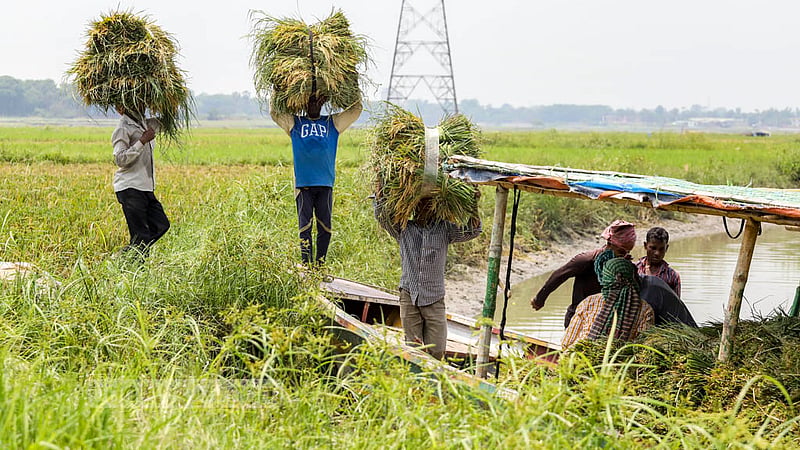 Farmers loading a boat with harvested paddy for transportation to a storage facility. Photo: Asif Mahmud Ove