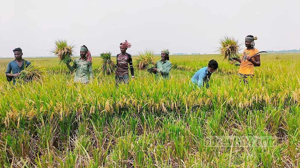 Lightning strikes kill 9 farmers in Bangladesh wetlands