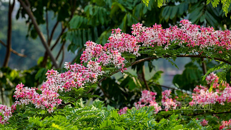 Foreign flower plants, such as cassia javanica, locally known as Burmese Sonalu, are available with local ones in Dhaka’s Hatirjheel Link Road. Photo: Mahmud Zaman Ovi