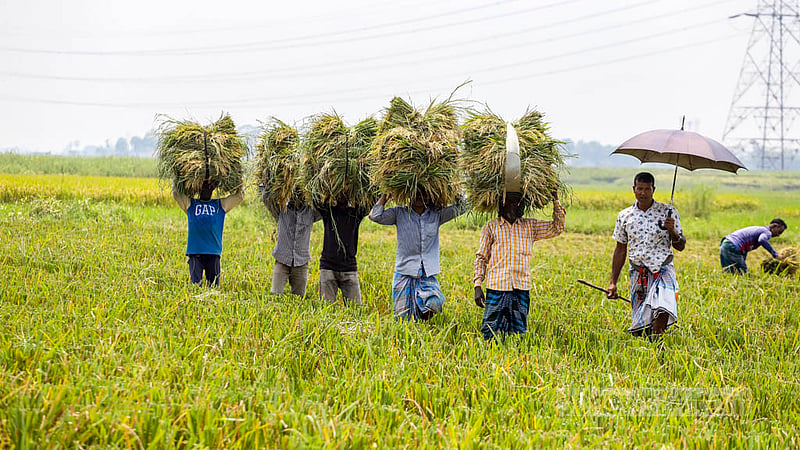 A farm labourer carries a bundle of paddy during the Boro harvesting season at Savar’s Ashulia. Photo: Asif Mahmud Ove