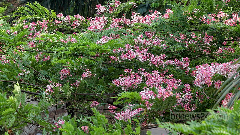 Foreign flower plants, such as cassia javanica, locally known as Burmese Sonalu, are available with local ones in Dhaka’s Hatirjheel Link Road. Photo: Mahmud Zaman Ovi