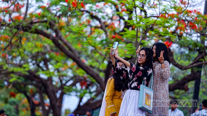 Krishnachura or royal poinciana trees along the street next to Dhaka’s Chandrima Udyan are in full bloom. Many people visit the area to capture photographs of the sparkling red flowers. Photo: Mahmud Zaman Ovi