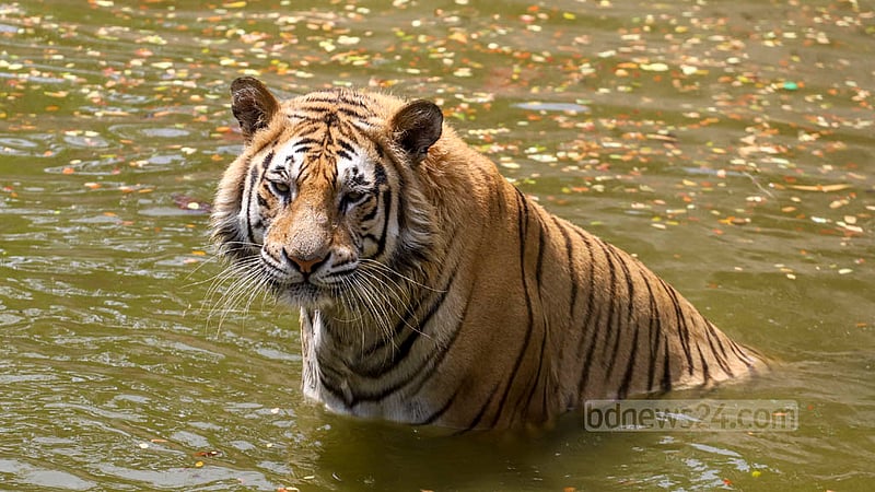 The baking heat of summer has left people depleted. Animals are facing the same circumstances. A Royal Bengal Tiger at Mirpur Zoo sought to cool off by taking a dip in the water. Photo: Asif Mahmud Ove