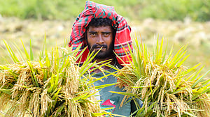 Harvesting Boro paddy
