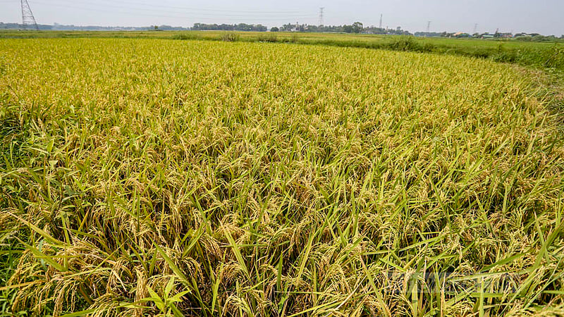 A view of a field of ripe Boro paddy at Ashulia in Dhaka’s Savar. Photo: Asif Mahmud Ove