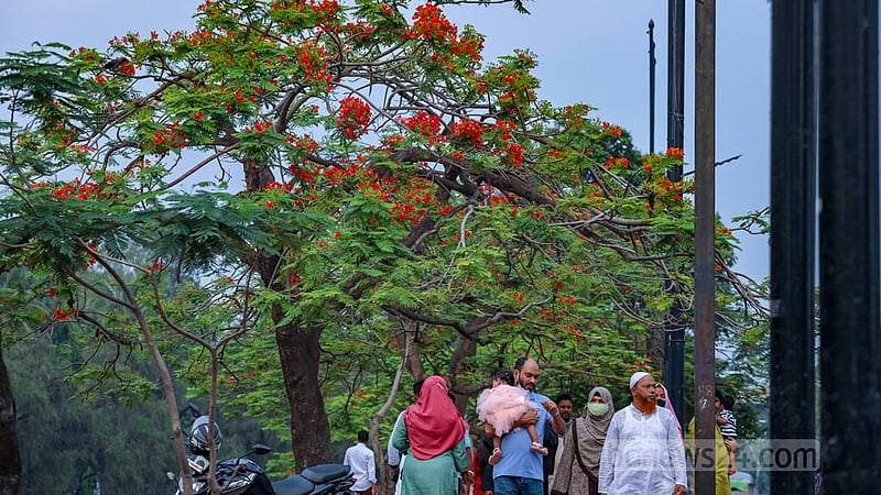 Krishnachura or royal poinciana trees along the street next to Dhaka’s Chandrima Udyan are in full bloom. Many people visit the area to capture photographs of the sparkling red flowers. Photo: Mahmud Zaman Ovi