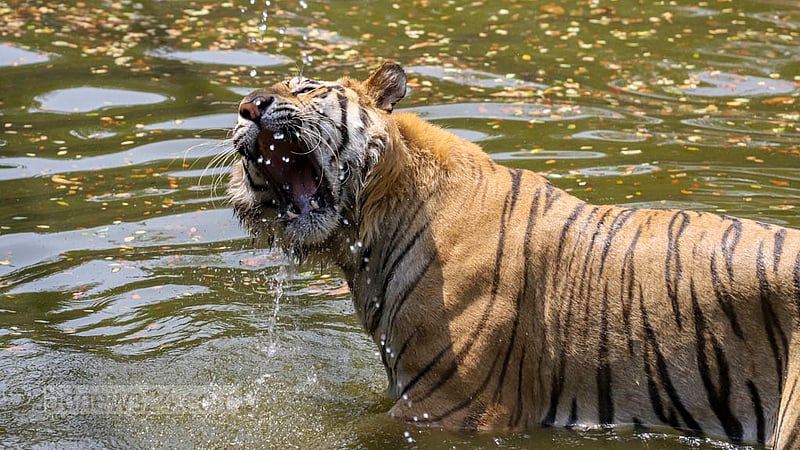 A Royal Bengal Tiger drinks water at the National Zoo in Dhaka’s Mirpur on Sunday, Apr 16, 2023. Photo: Asif Mahmud Ove