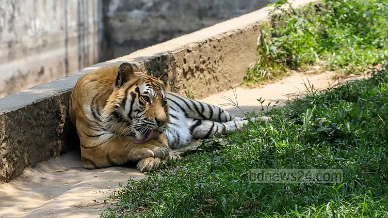 A Royal Bengal Tiger rests in the shade of trees to escape scorching hot temperatures at the National Zoo in Mirpur on Sunday, Apr 16, 2023. Photo: Asif Mahmud Ove