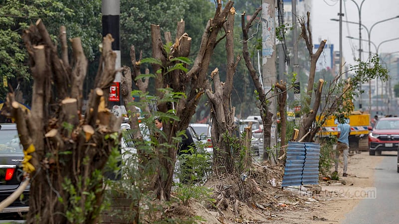 Dhaka South City Corporation workers have cut off branches of many trees on the old median of Saat Masjid Road in Dhaka to construct a new median, effectively leaving the tree trunks to die. Photo: Mahmud Zaman Ovi