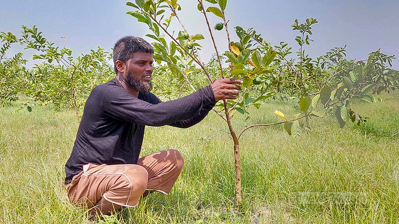 Habibur Rahman has set up a guava orchard on a three-acre land. The orchard, planted in 2017, now has nearly 3,000 trees. Photo: Tariqul Hasan