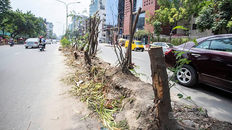 Trunks of felled trees stand along the old median of Saat Masjid Road. Photo: Asif Mahmud Ove