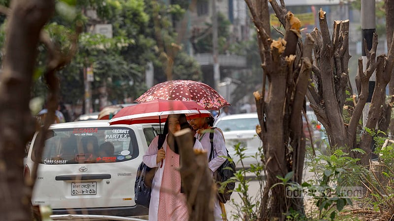 Tree branches are cut off on the old median of Saat Masjid Road in Dhaka to construct a new median, depriving pedestrians of a shed. Photo: Mahmud Zaman Ovi