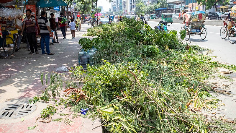 Branches of felled trees lie on the footpath of Saat Masjid Road in Dhaka. Photo: Asif Mahmud Ove