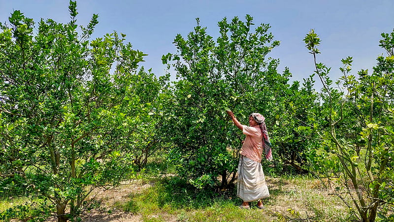 Alongside leafy greens and local fruits, Nahid also cultivates Malta on the island. Photo: Tariqul Hasan