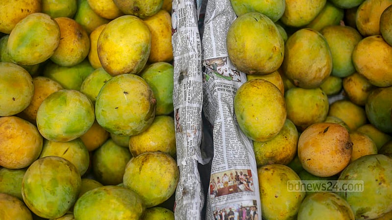 Gopalbhog mangoes are being sold at Tk 60 per kg at Badamtali wholesale market in Old Dhaka at the onset of Joishtho, the second month of the Bangla calendar. Photo: Tawhiduzzaman Tapu