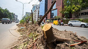 Trees felled deep in the night