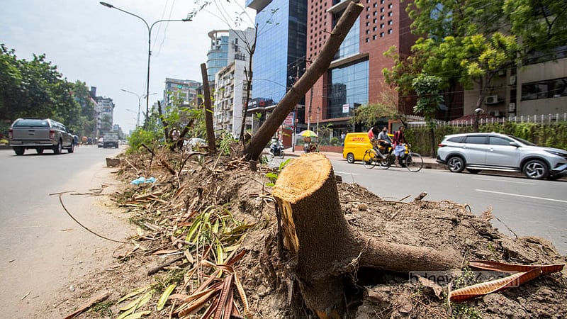 Dhaka South City Corporation workers felled the trees along the old median of Saat Masjid Road next to Abahani Club Field deep in the night on Monday, May 2, 2023. Photo: Asif Mahmud Ove