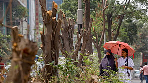 Trees ‘maimed’ for new road median