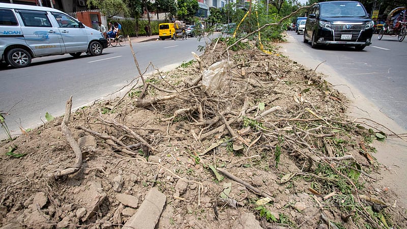Workers use an excavator to uproot the trunks of felled trees along the old median of Saat Masjid Road. Photo: Asif Mahmud Ove