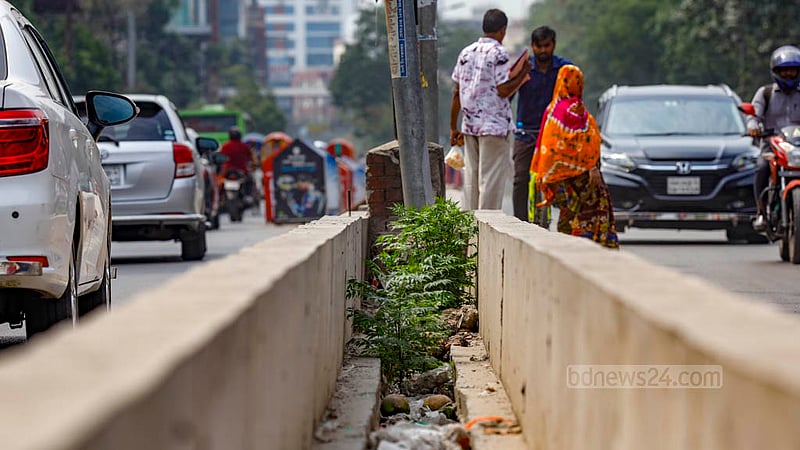 A young branch grows from the tree trunk that was felled for the construction of a new median on Saat Masjid Road in Dhaka. The completion of the construction of the median on the trunks will mean death to the trees. Photo: Mahmud Zaman Ovi