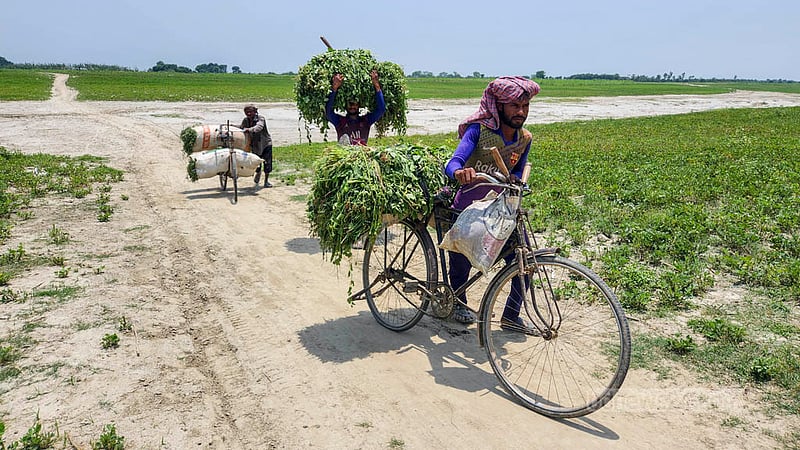 Grass is abundant on a Padma river wetland for livestock. The residents carry grass back to farms on their heads or by bicycle for their livestock. Photo: Tariqul Hasan