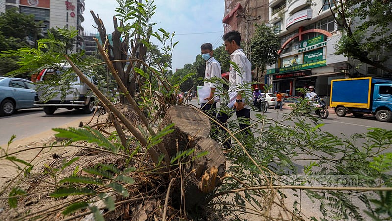 A young branch grows from the tree trunk that was felled for the construction of a new median on Saat Masjid Road in Dhaka. The completion of the construction of the median on the trunks will mean death to the trees. Photo: Mahmud Zaman Ovi