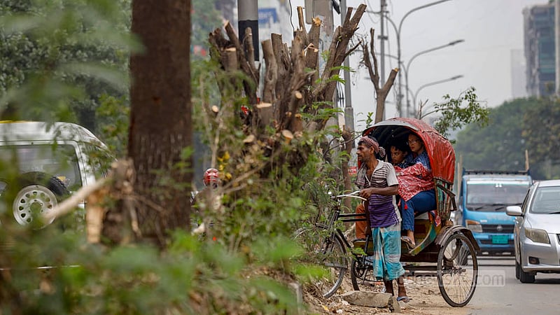 Dhaka South City Corporation workers have cut off branches of many trees on the old median of Saat Masjid Road in Dhaka to construct a new median, effectively leaving the tree trunks to die. Photo: Mahmud Zaman Ovi