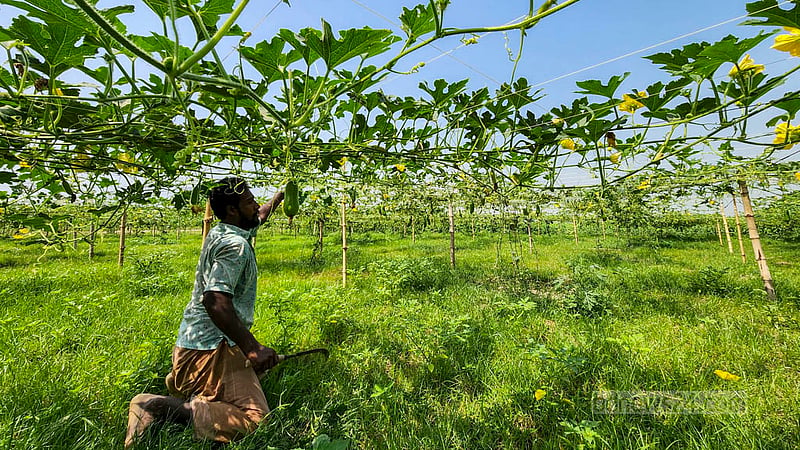 Uzir Hossain works at a farmland in Arazi Bakna river island to earn his living. He earns a daily wage of Tk 400. Photo: Tariqul Hasan