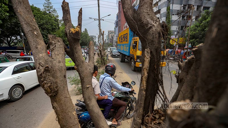 A little while back, the median on Dhaka’s Saat Masjid Road was home to leafy green trees. Now all the branches have been cut off to construct a new median. Photo: Mahmud Zaman Ovi