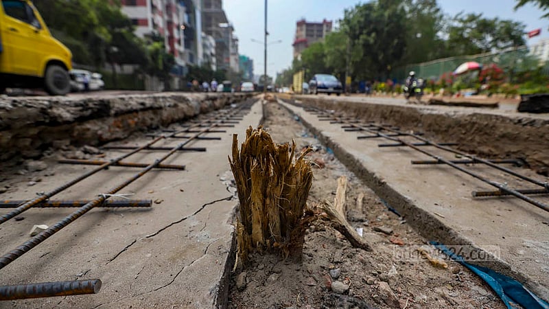 The remains of a tree trunk stand alone after the authorities cut off the branches. Locals say the new median could have been constructed by keeping the trees intact. Photo: Mahmud Zaman Ovi