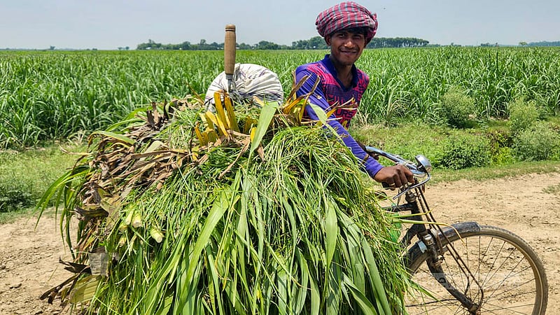 A man returns home on a bicycle carrying grass cut from the grazing land. Photo: Tariqul Hasan