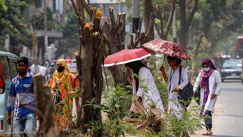Tree branches are cut off on the old median of Saat Masjid Road in Dhaka to construct a new median, depriving pedestrians of a shed. Photo: Mahmud Zaman Ovi