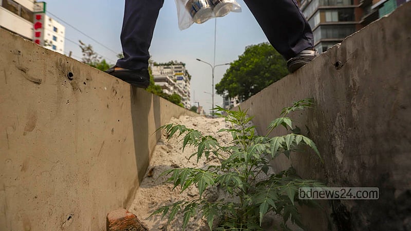 New branches are growing after trees have been clipped for a new median on Dhaka’s Saat Masjid Road. Photo: Mahmud Zaman Ovi