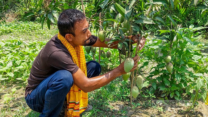 A man tends to a mango orchard in a wetland on Padma River. The fertile soil of the land helps the residents grow various types of mangoes. Photo: Tariqul Hasan