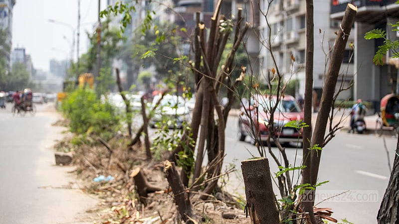 Workers felled the trees along the old median of Saat Masjid Road deep in the night on Monday, May 2, 2023, as Dhaka South City Corporation is constructing a new median. Photo: Asif Mahmud Ove