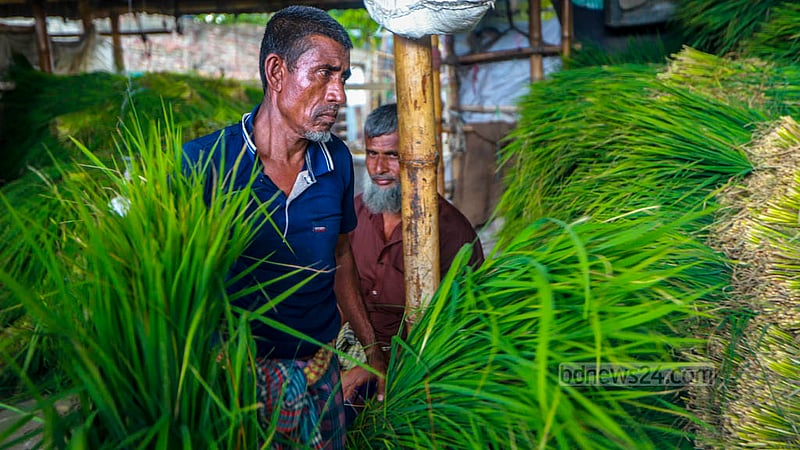 A trader sorts bundles of grass at the wholesale market for raw materials in Dhaka’s Rayerbazar. Photo: Tawhiduzzaman Tapu