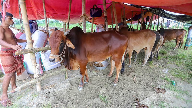 A make-shift cattle market has been set up at Dhaka’s Bhatara ahead of Eid-ul-Azha. Photo taken on Tuesday, Jun 20, 2023. Photo: Asif Mahmud Ove