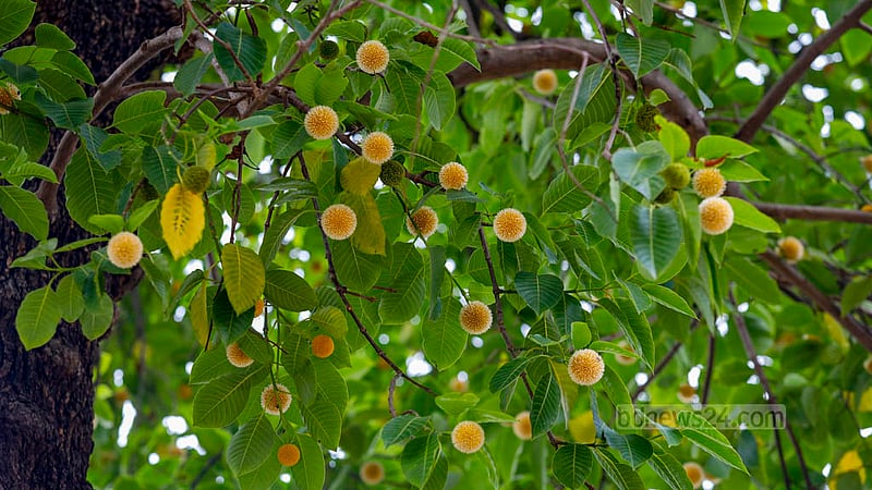 Suhrawardy Udyan in Dhaka is adorned with several Kadam trees, and as a sign of the impending monsoon, every tree has bloomed with flowers, announcing the arrival of the rainy season. Photo: Mahmud Zaman Ovi