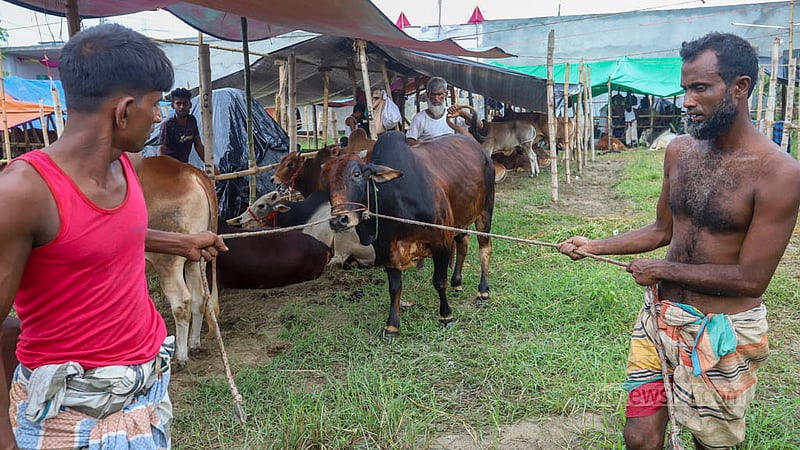 Sacrificial cattle arrive from different parts of the country at Dhaka’s Bhatara ahead of Eid-ul-Azha on Tuesday, Jun 20, 2023. Photo: Asif Mahmud Ove