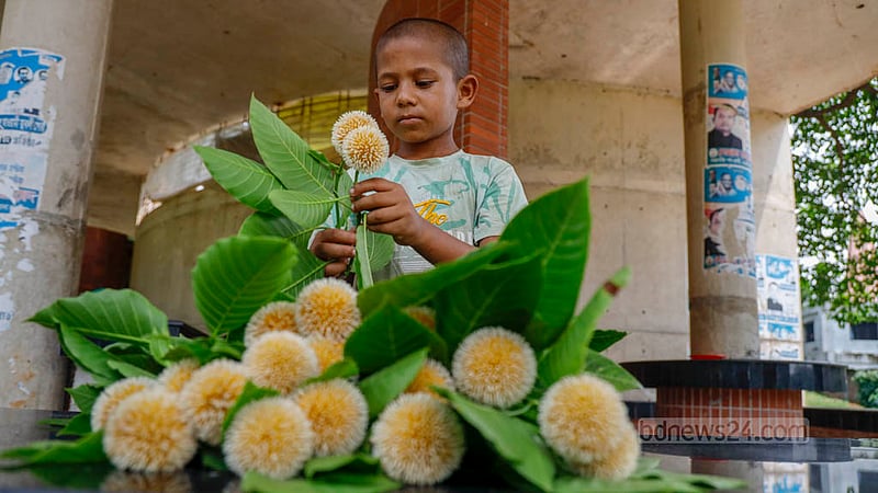 A child gathers Kadam flowers from a tree in Dhaka's Suhrawardy Udyan. Photo: Mahmud Zaman Ovi