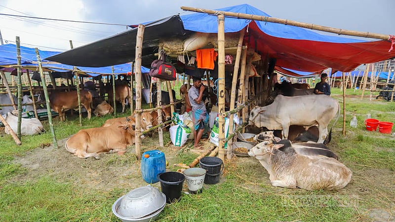 A make-shift cattle market has been set up at Dhaka’s Bhatara ahead of Eid-ul-Azha. Photo taken on Tuesday, Jun 20, 2023. Photo: Asif Mahmud Ove