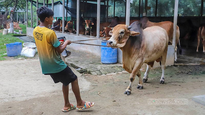 Cows of the same size are kept together for the customers to choose from at a farm in Savar.  Photo: Asif Mahmud Ove