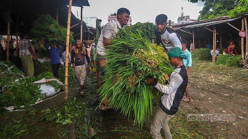 Grasses are brought to the wholesale market at Dhaka’s Rayerbazar for sale on a pick-up van from Keraniganj. Photo: Tawhiduzzaman Tapu