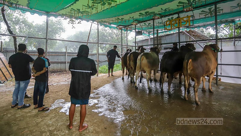 Workers take out a cow for a customer to check at a farm in Savar before Eid-ul-Azha. Photo: Asif Mahmud Ove