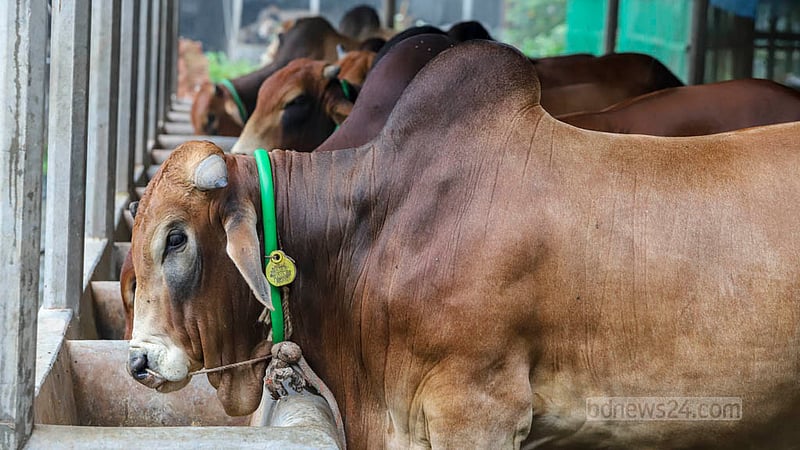 Proyash Agro Farm at Birulia in Savar on the outskirts of Dhaka has stocked different types of cows for sale before Eid-ul-Azha.  Photo: Asif Mahmud Ove