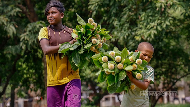 Children pick Kadam flowers from a tree for sale at Dhaka's Suhrawardy Udyan on Tuesday, Jun 13, 2023. Photo: Mahmud Zaman Ovi