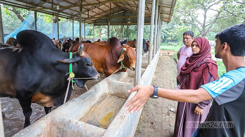 Customers check cows at a farm in Savar’s Birulia before Eid-ul-Azha.  Photo: Asif Mahmud Ove